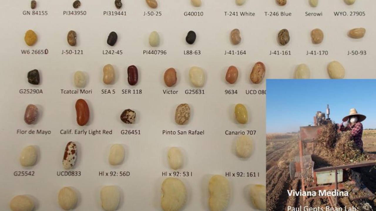 beans